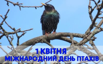 Міжнародний день птахів